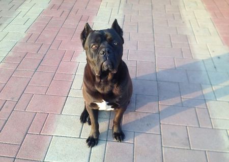 Cane Corso, Mascul, 10 Luni cu Pedigree