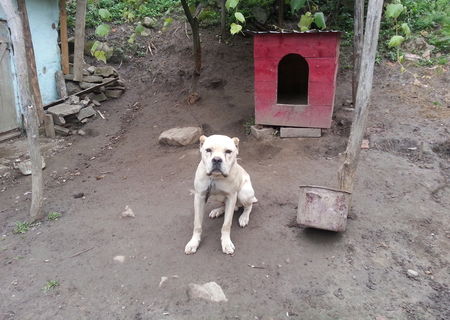 cane corso mascul cane corso mascul