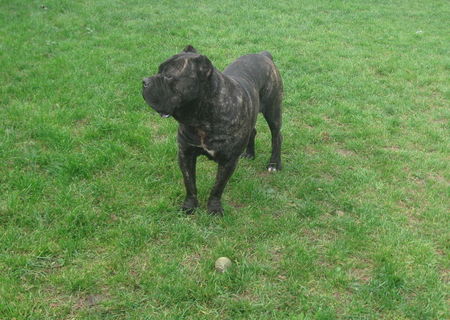 Cane Corso pentru monta