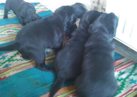cane corso pui