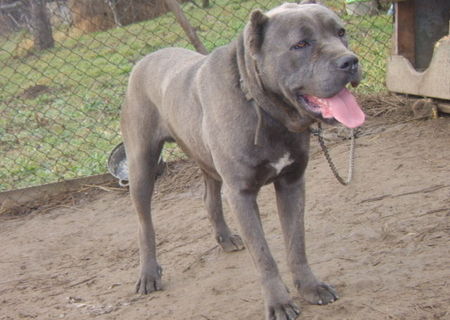 cane corso ,vanzare