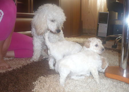 caniche(pudel)