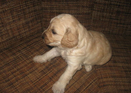 Canis imperial foarte frumos.