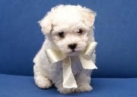 Canis Pitic Alb.