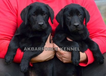 Canisa Akbarforce vinde pui labrador cu pedigree Canisa Akbarforce vinde pui labrador cu pedigree