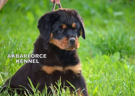 Canisa Akbarforce vinde pui Rottweiler cu pedigree Canisa Akbarforce vinde pui Rottweiler cu pedigree