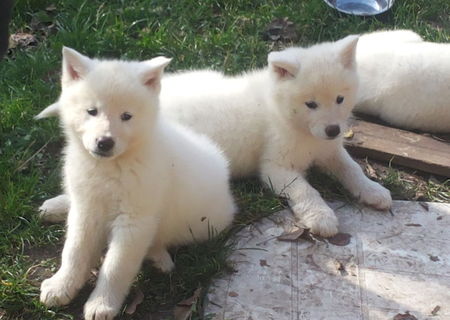 Canisa Ozeki vinde catei Akita inu japonez