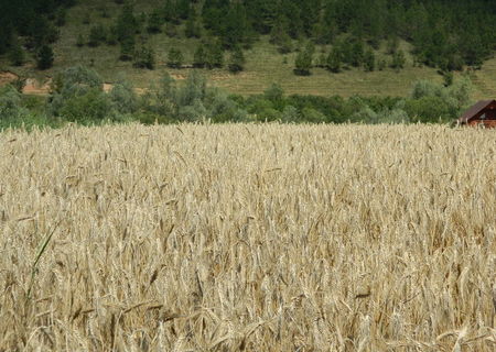 cartofi consum, triticale, baloti paie