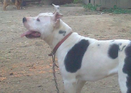 catea amstaff