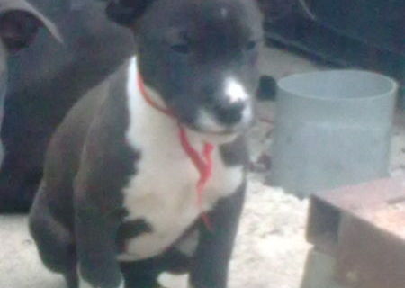 Catei Amstaff