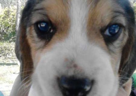 Catei Beagle