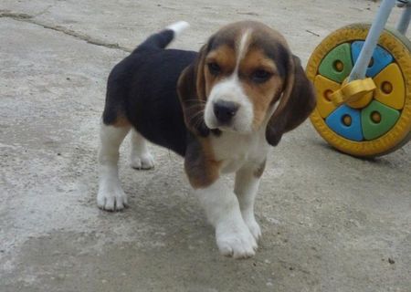 Catei Beagle