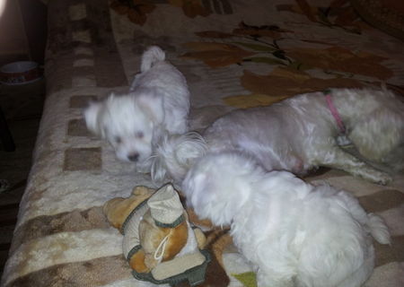 catei bichon