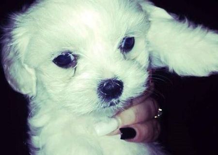 catei bichon maltez