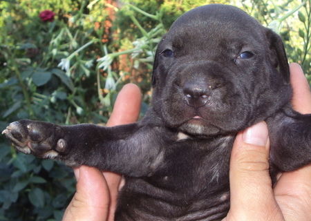 CATEI BULLY CU PITBULL