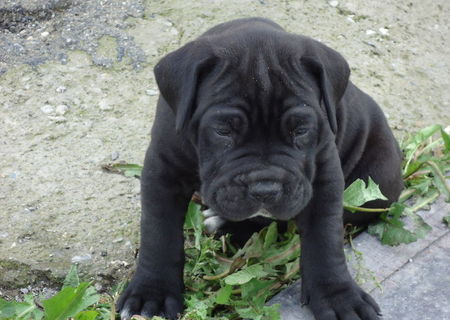 catei cane corso