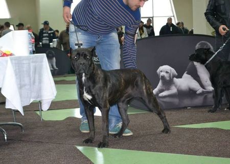 CATEI CANE CORSO