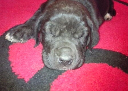 catei cane corso