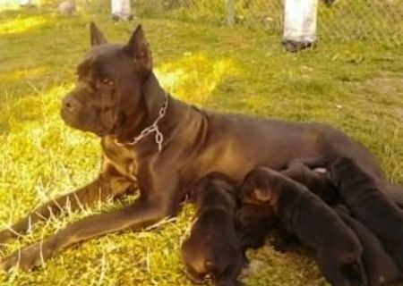 catei cane corso