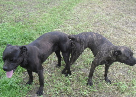 catei cane corso