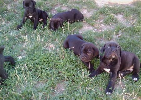 catei cane corso