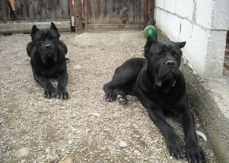 catei cane corso