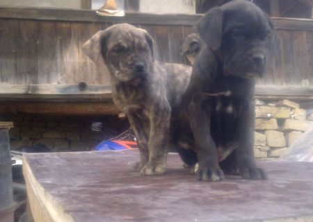 Catei Cane Corso de Calitate