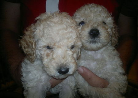Catei caniche apricot poodle