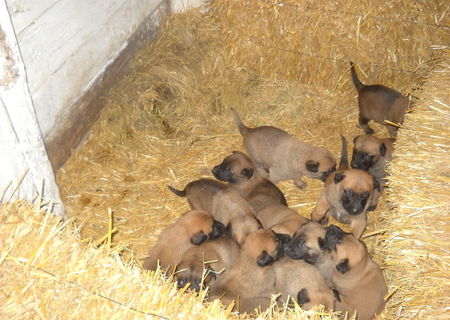 Catei Ciobanesc Belgian Malinois Catei Ciobanesc Belgian Malinois
