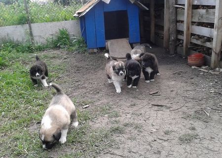 ''Catei Ciobanesc de Bucovina''