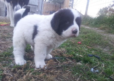 Catei ciobanesc de bucovina de vanzare