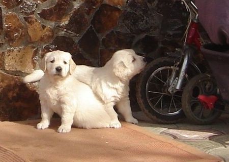Catei Golden retriever cu pedigree, parinti campioni Catei Golden retriever cu pedigree, parinti campioni