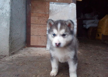 căței husky