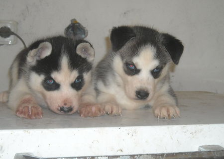 catei husky