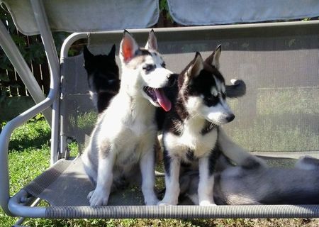 Catei Husky Siberian Catei Husky Siberian