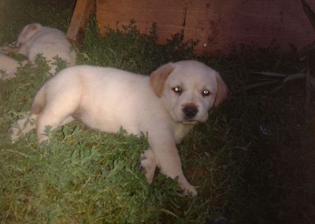 Catei Labrador