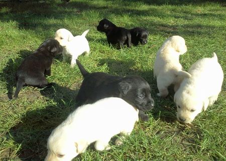 Catei labrador