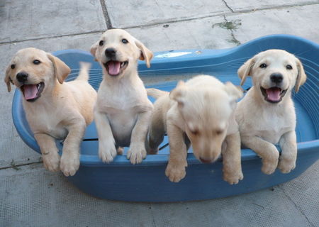 Catei Labrador Retriever