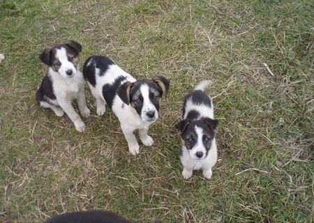 Catei pentru adoptie