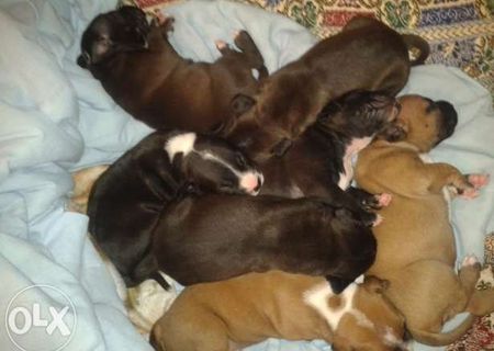 catei pitbul