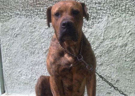 Catei presa canario