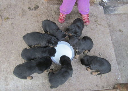 catei rottweiler