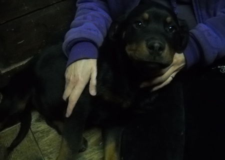 Catei Rottweiler