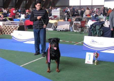 catei rottweiler de exceptie catei rottweiler de exceptie