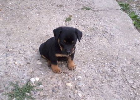 Catei Rottweiler de vanzare.