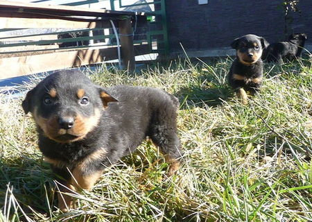 Catei Rottweiler din mama si tata 100 % rasa pura.