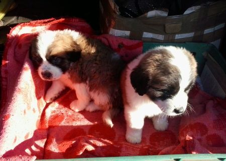 Catei Saint-Bernard