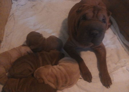 Catei Shar-pei