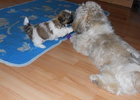 Catei shi tzu