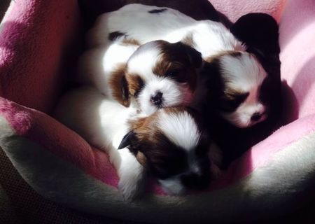 Catei shih-tzu jucausi si energici!